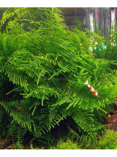 Мох Большая Южная Америка (moss sp. Giant Soufh America)