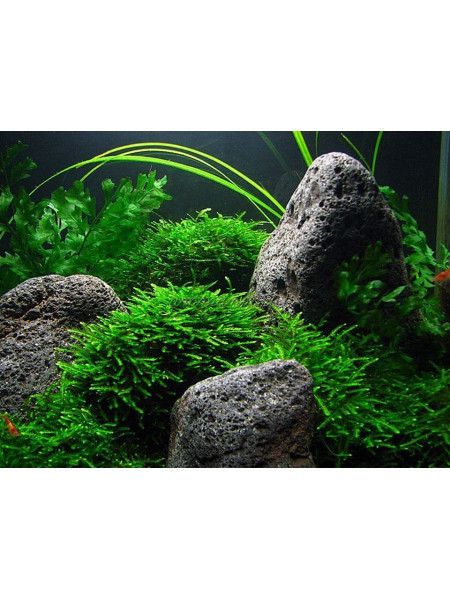 Мох Пеакокк (Taxiphyllum sp. - Peacock Moss)