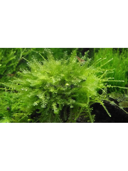 Перл мох (Pearl moss / Blepharostoma trichophyllum)