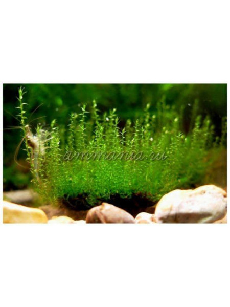 Мох стринги Stringy moss