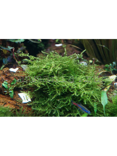 Giant Moss - Taxiphyllum alternans