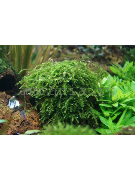 Мох Восточный Калимантан - moss sp. East Kalimantan 454