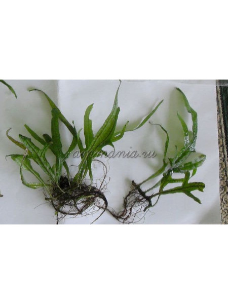 Microsorum sp. Cross