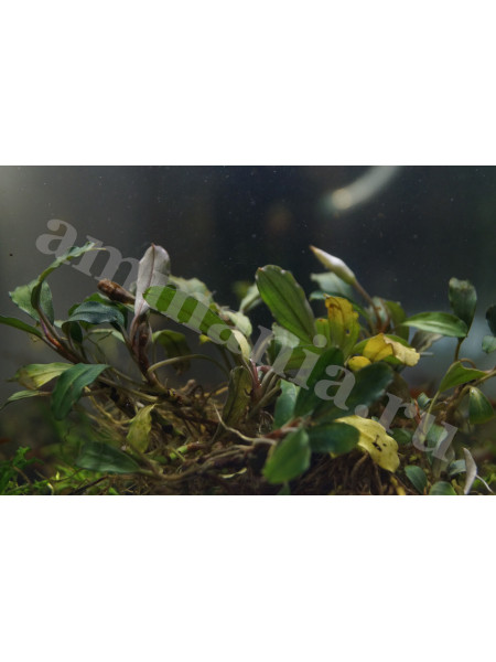 Bucephalandra sp. Apple Melawai