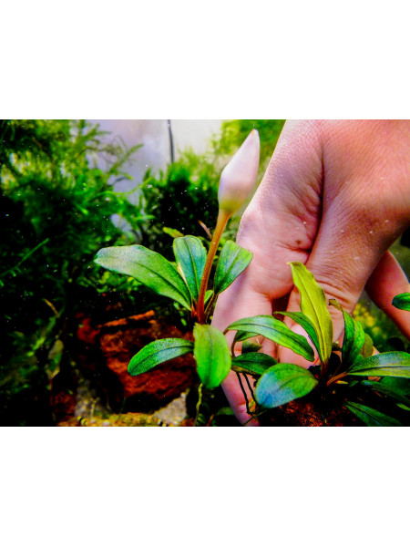 Bucephalandra apple leaf malinau