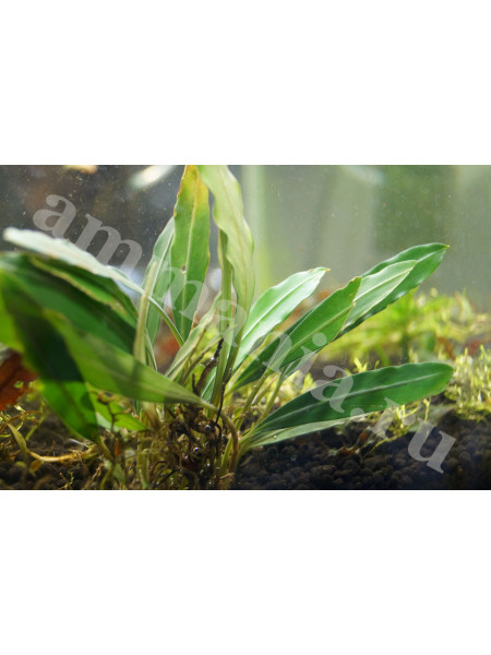 Bucephalandra sp. Banacurai Blue