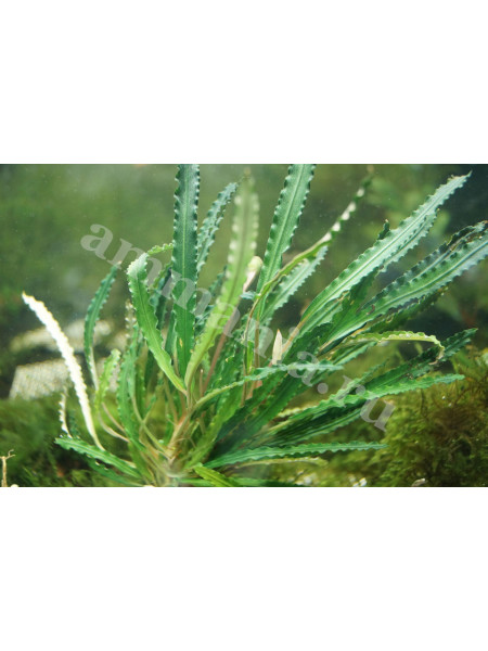 Bucephalandra sp. Belindae