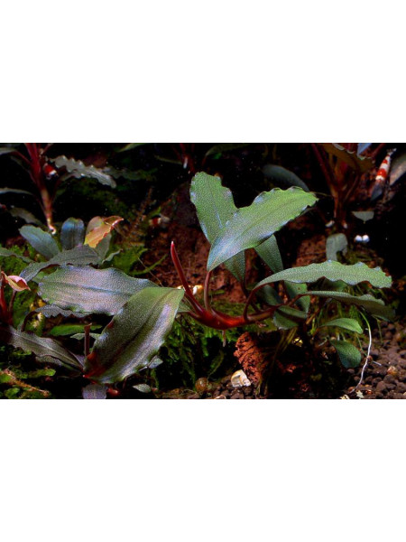 Bucephalandra narcissus 2