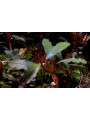 Bucephalandra narcissus 2 Bucephalandra narcissus 2