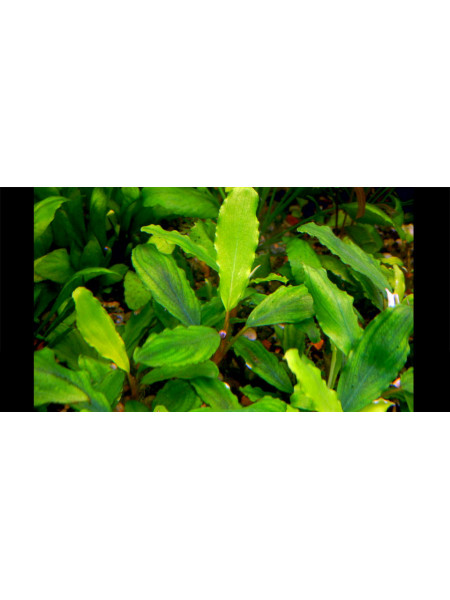 Busephalandra sp. Treasure 2011, West Kalimantan