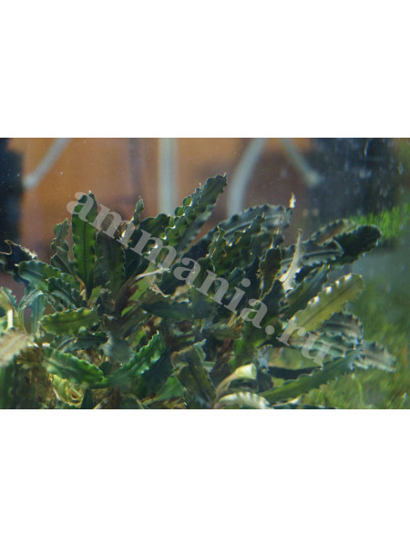 Bucephalandra sp. velvet