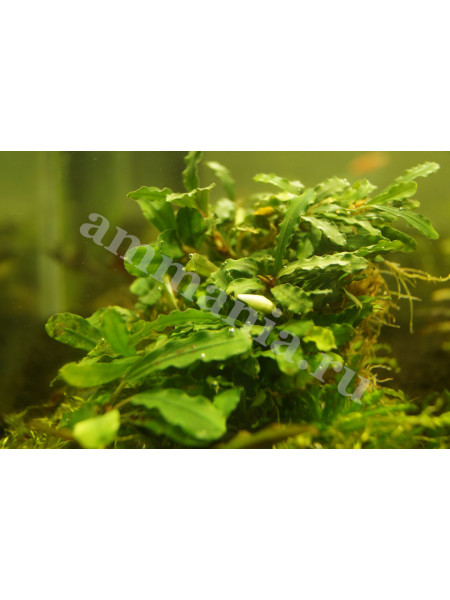 Bucephalandra sp. Mini Kujau