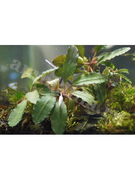 Bucephalandra sp. Nanga Pinoh
