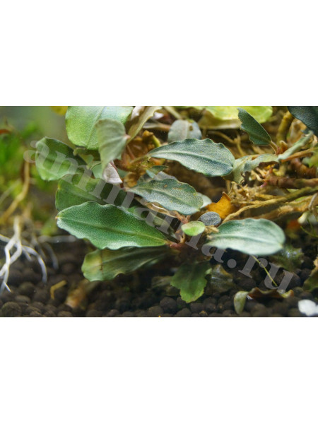 Bucephalandra sp. P Helena