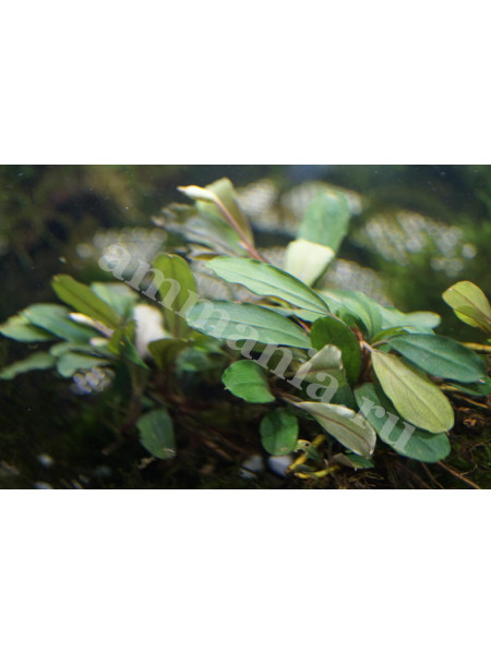 Bucephalandra sp. Red Suang