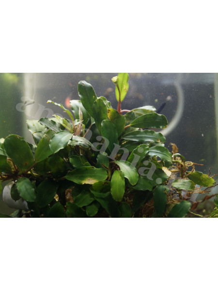 Bucephalandra sp. Sungai Nangka