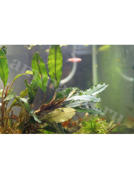 Bucephalandra sp. Theia Riam Sayo