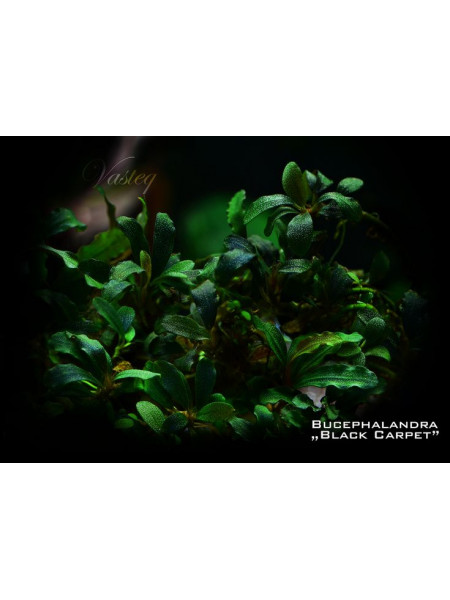 Буцефаландра мини черный ковер (Bucephalandra mini black carpet)