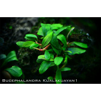 Bucephalandra sp. Kualakuayan-1 Bucephalandra sp. Kualakuayan-1