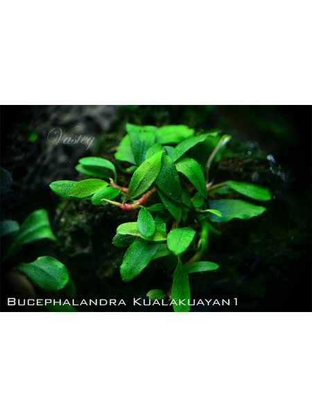Bucephalandra sp. Kualakuayan-1