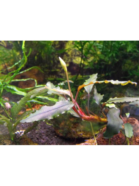Bucephalandra sp. Sintang, West Kalimantan