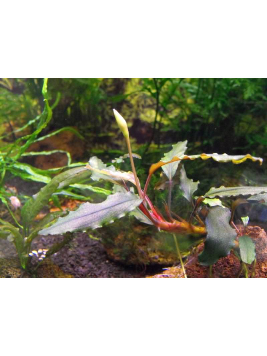 Bucephalandra sp. Sintang, West Kalimantan магазине ammania.ru