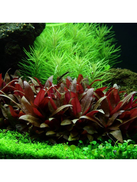 Альтернантера мини (Alternanthera reineckii Mini)