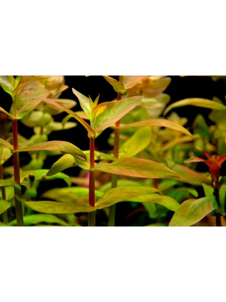 Аммания мультифлора (Ammania multiflora)