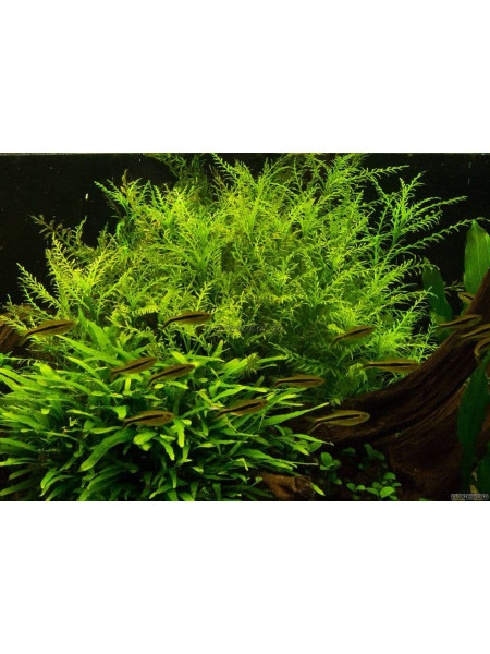 Гигрофила одора (Гвинея), Hygrophila odora (sp. Guinea)
