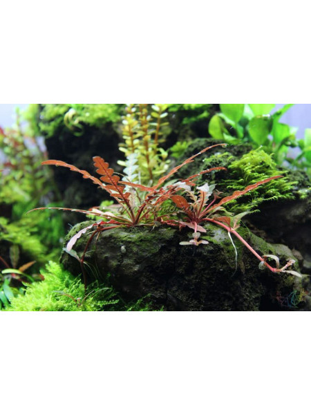 Гигрофила перистонадрезанная / Гигрофила пиннатефида (Hygrophila pinnatifida)