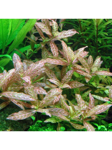 Гигрофила розанервиг (Hygrophila polysperma Rosanervig)