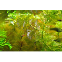 Кабомба Серебряная (Cabomba Palaeformis sp 'Silver' )