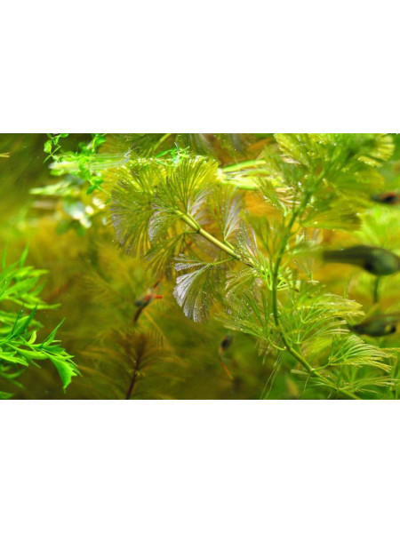 Кабомба Серебряная (Cabomba Palaeformis sp 'Silver' )