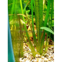 Валлиснерия тигровая (Vallisneria spiralis var. spiralis Tiger)