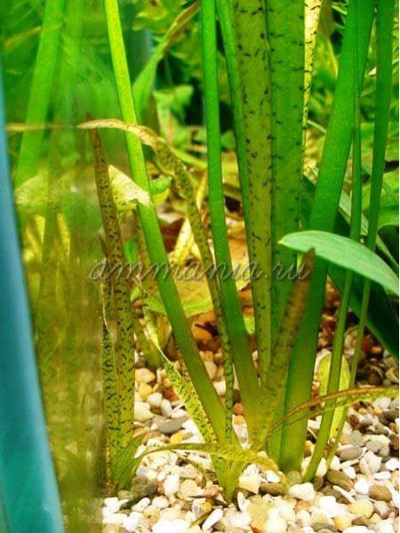 Валлиснерия тигровая (Vallisneria spiralis var. spiralis Tiger)