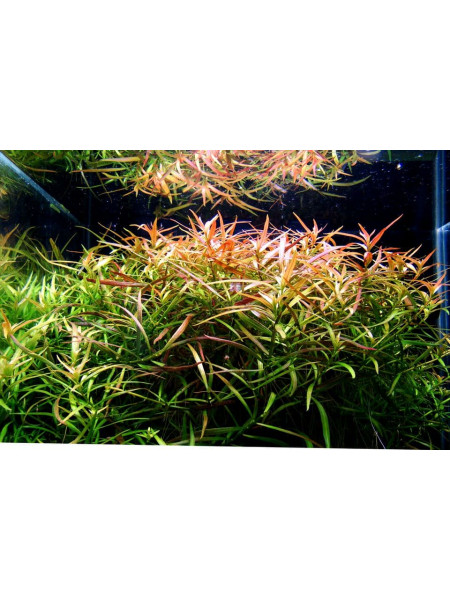 Людвигия бривипес (Ludwigia brevipes) (Пучок 5 веток)