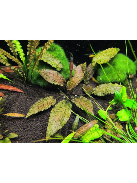 Криптокорина нури (Cryptocoryne nurii)