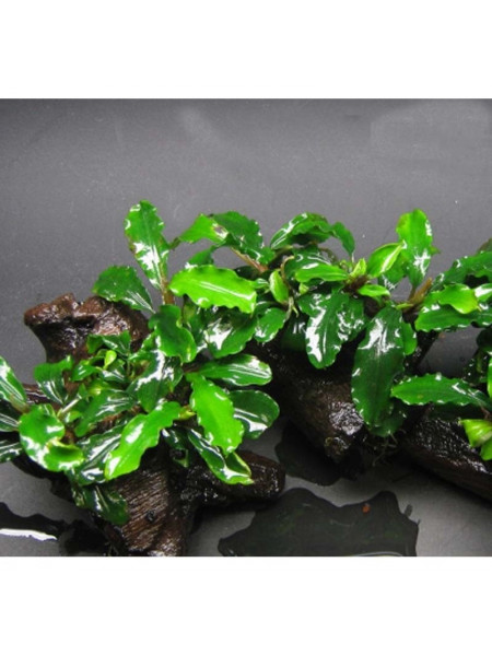 Bucephalandra Green Wavy