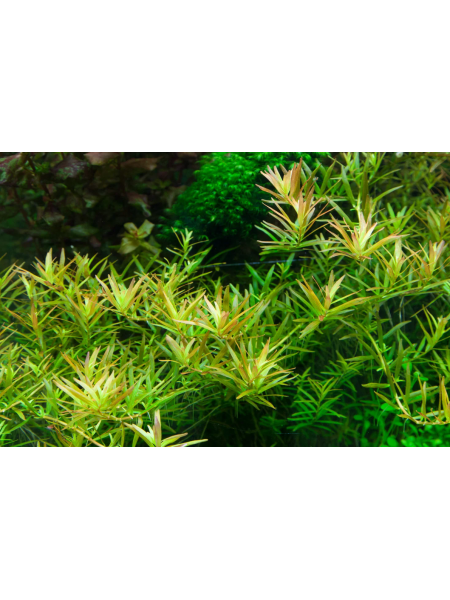 Ротала ротундифолия (Rotala rotundifolia sp green) (5веток)