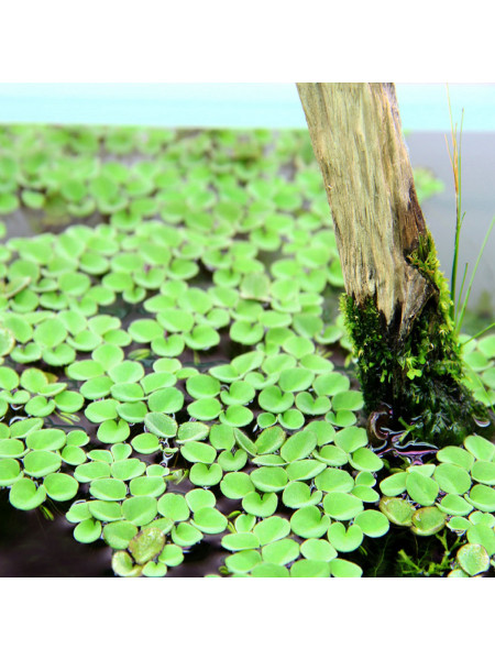 Сальвиния клобучковая (Salvinia cucullata)