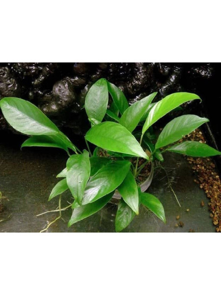Анубиас конгензис  (Anubias congensis )