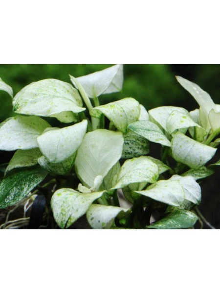 Анубиас нана Марбл (Anubias nana Marble)