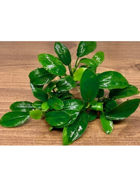 Анубиас нана паксинг компакт - Anubias nana paxing compact
