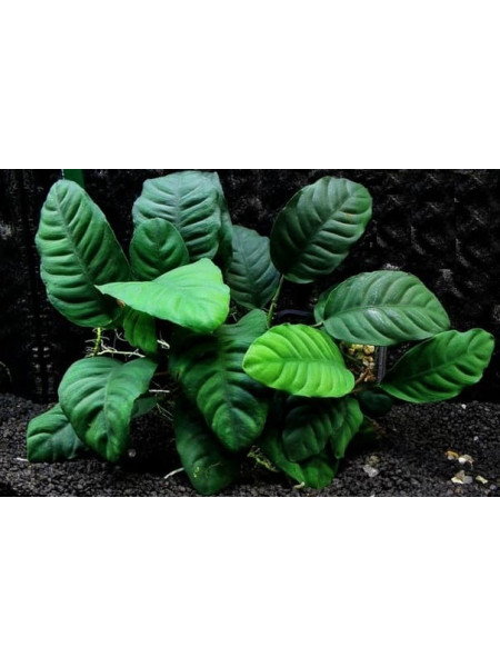 Анубиас кофефолия (Anubias barteri var. coffeefolia)