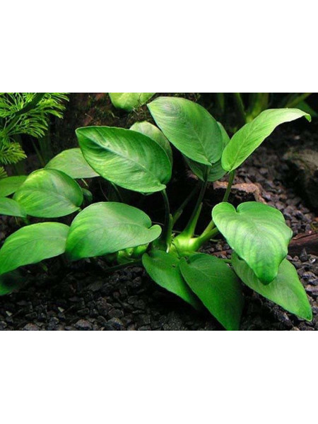 Анубиас бартера широколистный (Anubias barteri var. barteri)