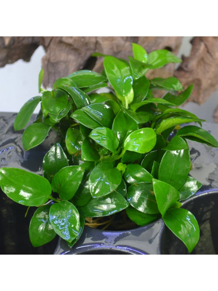 Анубиас нана петит (Anubias barteri var. nana ‘Petite’)