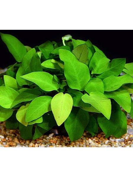 Анубиас нана голд - (Anubias barteri var. nana Golden) 