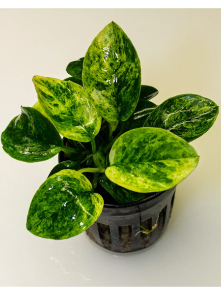 Анубиас бартери вариегата (Anubias barteri nana Variegated).