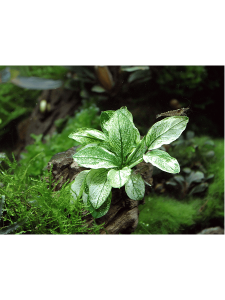 Анубиас бартари пинто (Anubias barteri var. nana Pinto)