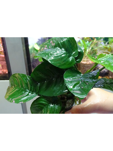 Анубиас бартери бабочка (Anubias barteri butterfly)
